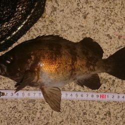 梅雨メバル、良型！！